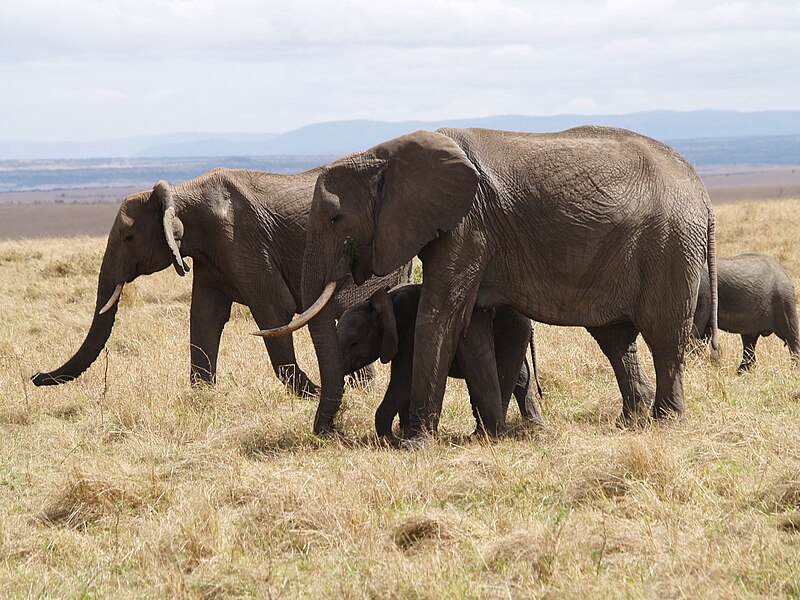 File:Elephants in masai mara.jpg