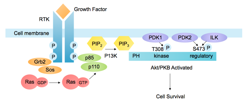 File:P13K-Akt Pathway Activated by RTK.png