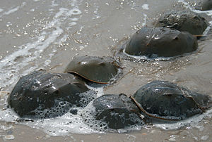 horseshoe crabs mating in the Delaware Bay of ...