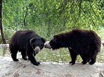 Rescued dancing bears in the sanctuary. Bear-rescue-sanctuary.jpg