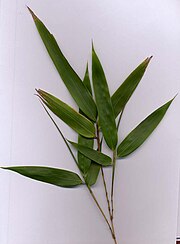 Bamboo foliage with yellow stems (probably Phyllostachys aurea)