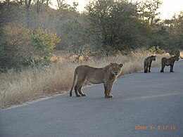 A group of lions on an early evening prowl on the H1-2 road just east of Skukuza