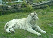 A white tiger in captivity at Wrocław zoo.  The presence of stripes indicate it is not a true albino.