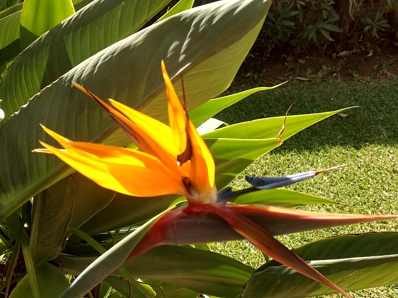 Fail:Strelitzia reginaeM.jpg