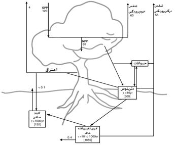 پرونده:Terrestrial biospheric carbon cycle-FA.jpg