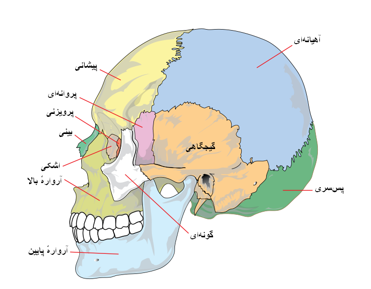 پرونده:جمجمه انسان.PNG