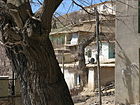 تنه یک درخت توت بزرگ که در میانه روستا قرار گرفته‌است