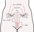 تصویر بندانگشتی از نسخهٔ مورخ ‏۱۰ ژوئن ۲۰۱۰، ساعت ۱۳:۳۱