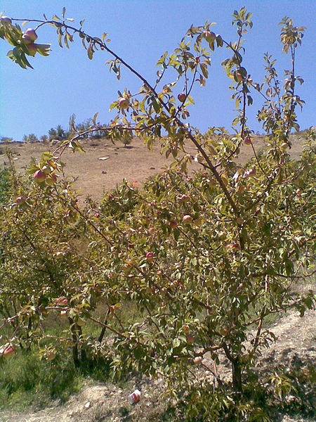 پرونده:Apple in gelkend.jpg