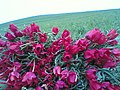 گل‌های لاله زنبق - منطقه موران