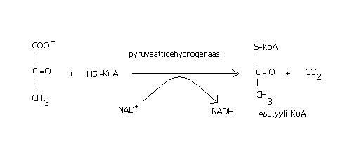 Tiedosto:Pyruvaatin dekarboksylaatio.JPG