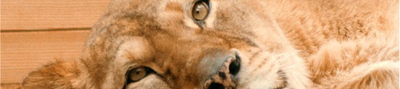 Thumbnail for File:Lioness.png