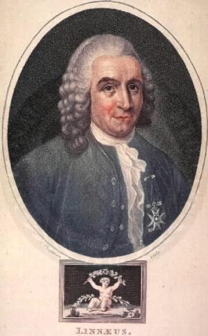 Ofbyld:Linnaeus.jpg