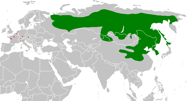 Ofbyld:Fersprieding fan it Sibearysk grûniikhoarntsje (Eutamias sibiricus).png