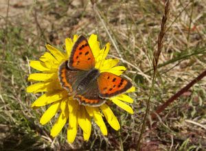 Ofbyld:Lycaena phlaeas2.jpg