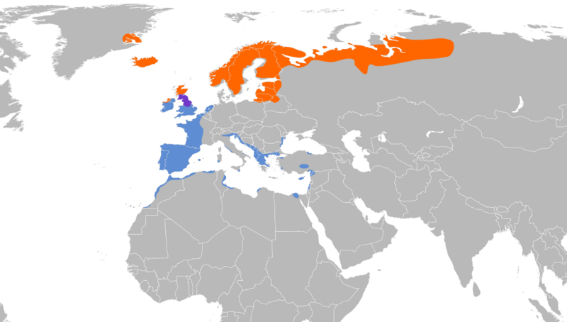 Ofbyld:Pluvialis apricaria map (bysnien).png