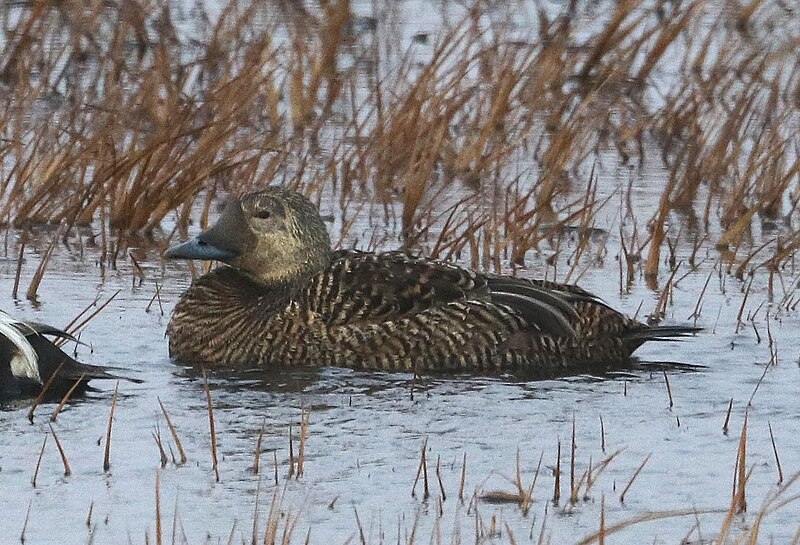 Ofbyld:048 - SPECTACLED EIDER (6-17-2016) barrow, alaska -05 (27890171860) (bysnien).jpg