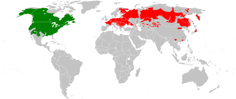 Ofbyld:Fersprieding fan de muskusrôt (Ondatra zibethicus)-wrâld.png