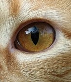 Faidhle:Amber Cat Eye.jpg