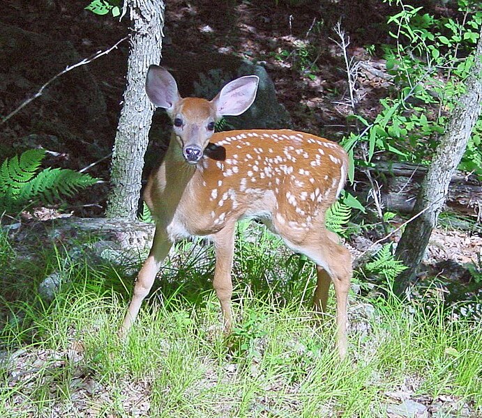 Faidhle:Fawn in Forest edit.jpg