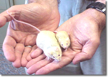 קובץ:Dwarf long living mouse.jpg