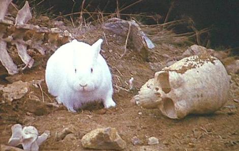 קובץ:Killer rabbit.jpg