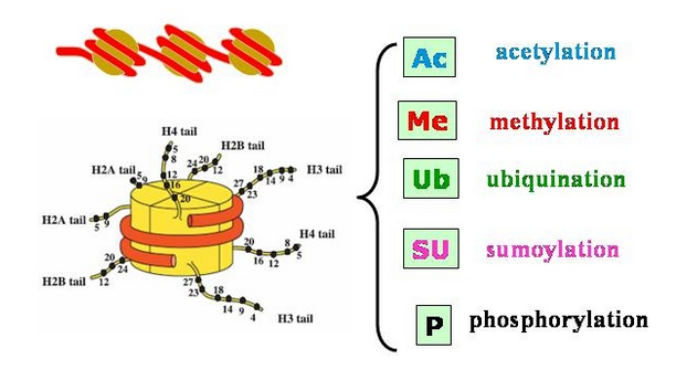 קובץ:MODIFICATION HISTONE CODE.png