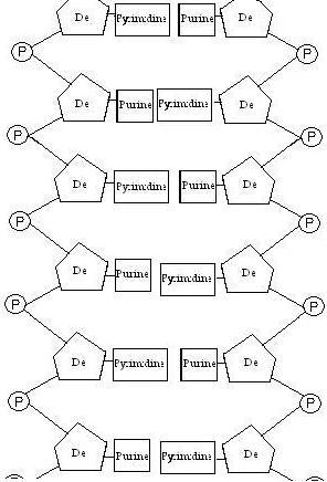 קובץ:Watson and crick model (1).jpeg