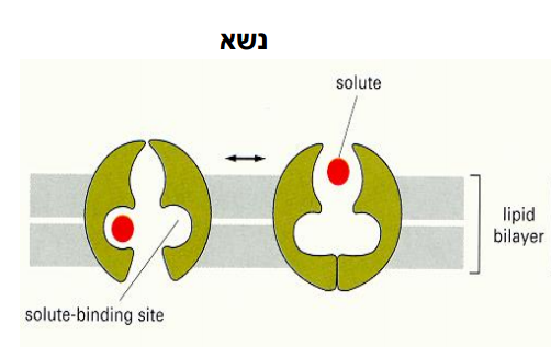 קובץ:Carrier protein - cell biology.PNG