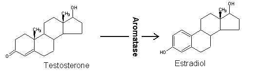 קובץ:Aromatase.gif