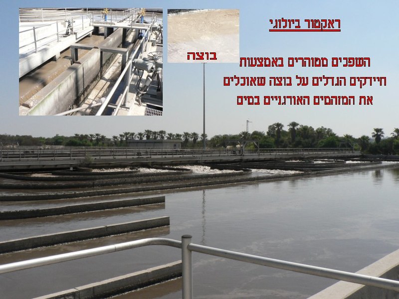 קובץ:Shafdan02-BioReactor1.jpg