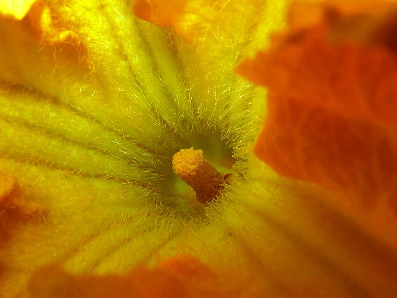 קובץ:Pumpkin flower stamen.jpg