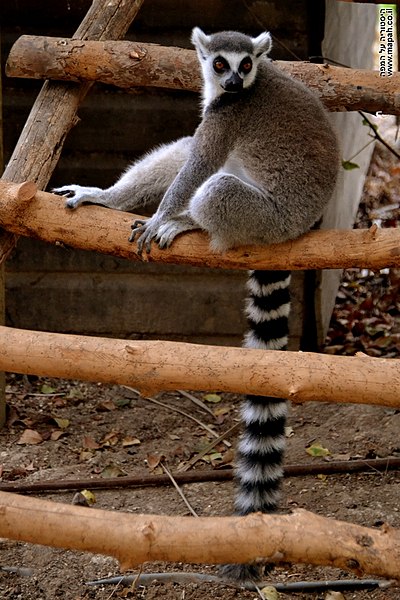 קובץ:Lemur monkey park ben shemen efi elian.jpg