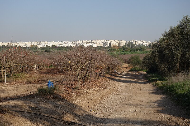 קובץ:Sdot-mazor.JPG