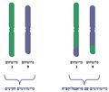 תמונה ממוזערת לגרסה מ־22:47, 25 באוגוסט 2005