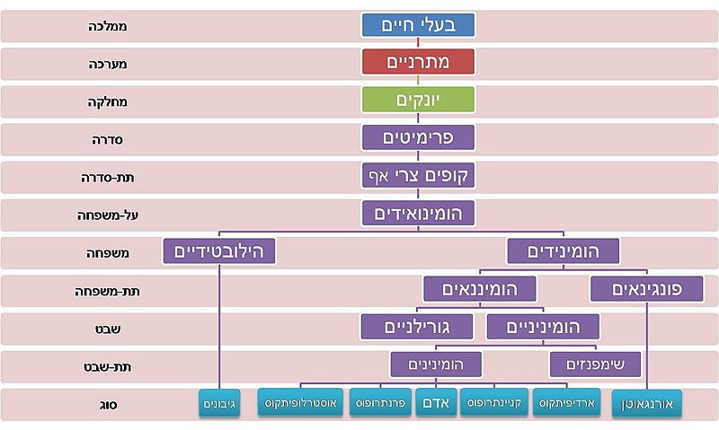 קובץ:תרשים סכמתי של פרימיטים.jpg