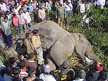תושבים הודים צופים בגופתו של הפיל אוסאמה בן לאדן