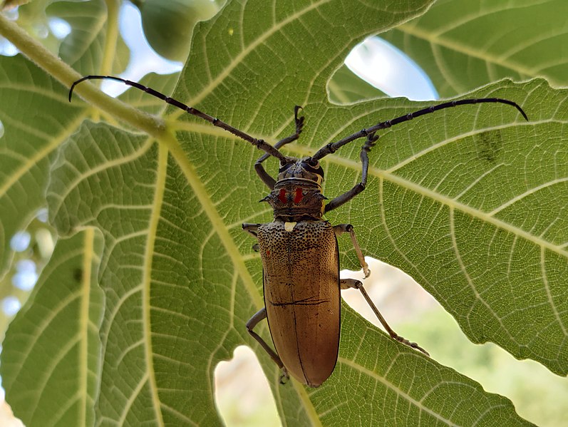 קובץ:Fig bug2.jpg