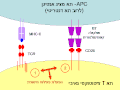 תמונה ממוזערת לגרסה מ־17:45, 1 ביולי 2006