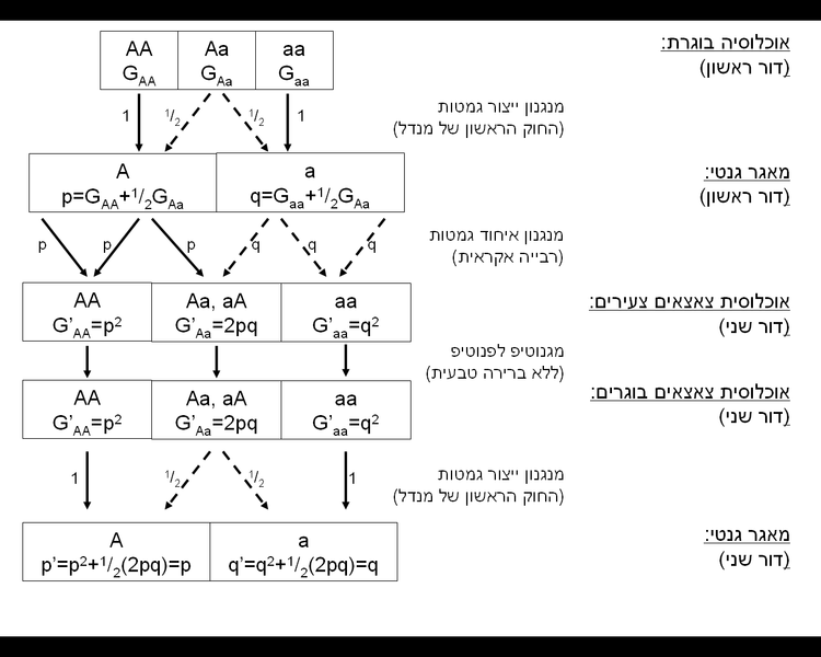 קובץ:HW model 1L.PNG