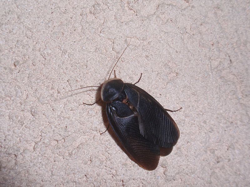 קובץ:Polyphaga aegyptiaca.JPG