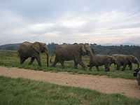 שיירת פילים אפריקניים בדרום-אפריקה