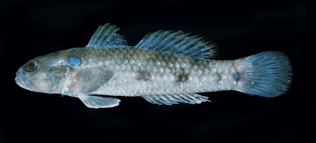 Datoteka:Acentrogobius caninusZ2.jpg