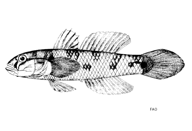 Datoteka:Acentrogobius caninusZ3.gif