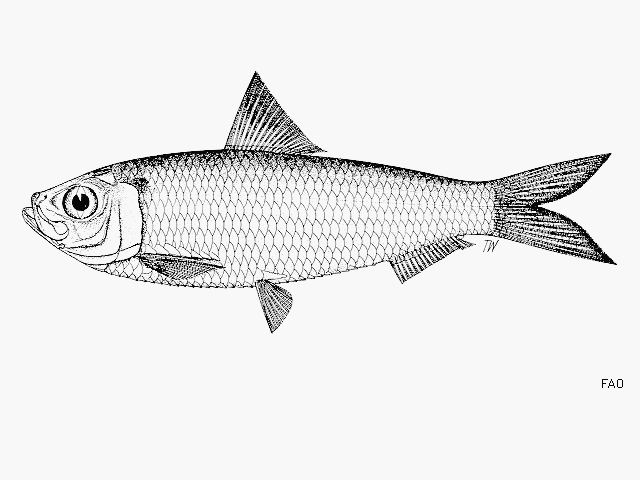 Datoteka:Sardinella zunasiViki.gif