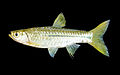 Rasbora paviana