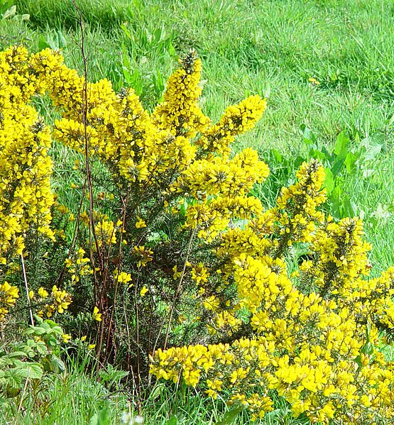 Dataja:Ulex europaeus kalalc.jpg