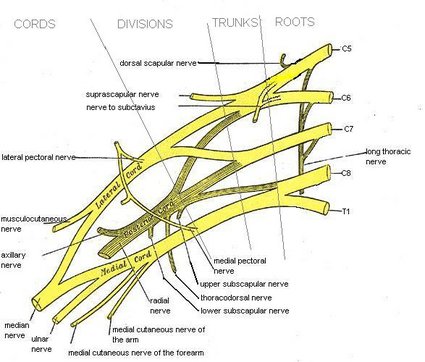 Berkas:Brachial plexus.JPG