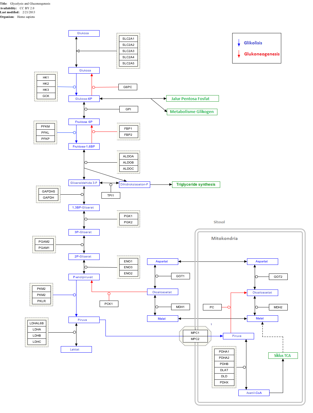 GlycolysisGluconeogenesis_WP534