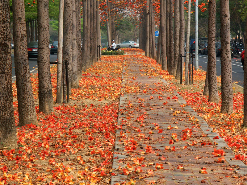 Berkas:Tainan autumn.jpg